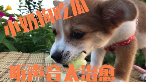 娱乐吃瓜酱拍照小狗狗,娱乐吃瓜酱与小狗狗的甜蜜互动